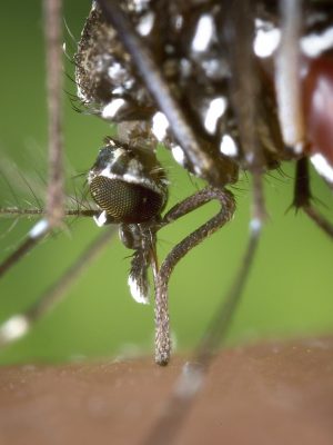 mosquito-dengue-1