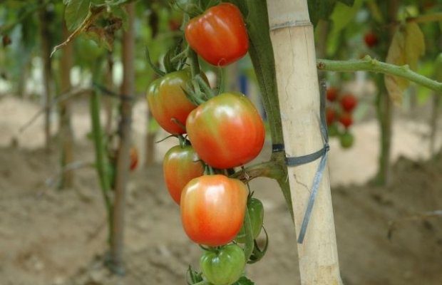 sistema_da_epagri_para_producao_de_tomates_organicos_ganha_premio_expressao_de_ecologia_20220311_1878491689