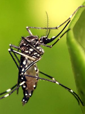 aedes-aegypti