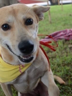 mutirao-de-castracao-de-animais-acontece-neste-sabado