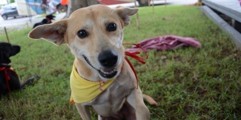 mutirao-de-castracao-de-animais-acontece-neste-sabado
