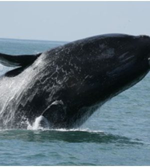 divulgacao-projeto-baleia-franca-1