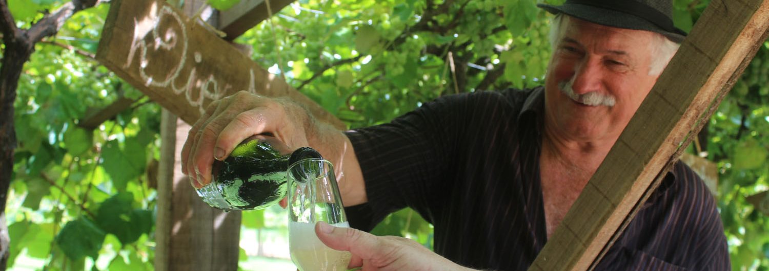 colheita-vindima-183