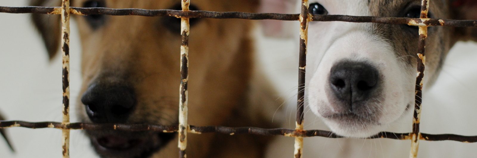 cachorros-foto-de-jhulian-pereira-1