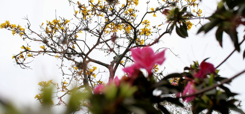 concurso-fotografico-arvores-de-criciuma-segue-com-inscricoes-abertas-foto-de-jhulian-pereira