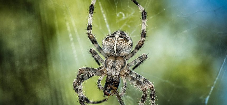 aranha