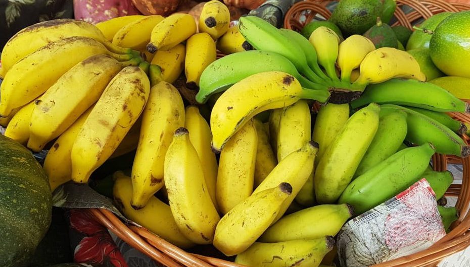 agricultores-de-criciuma-podem-pedir-mudas-gratuitas-de-banana-ate-agosto