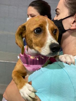 fundave-e-felinos-do-aguai-promovem-castracao-gratuita-de-animais-domesticos