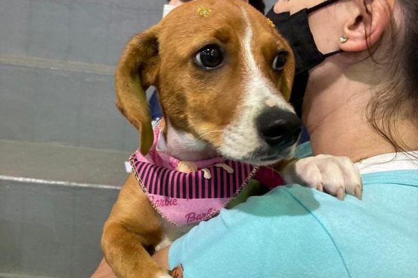 fundave-e-felinos-do-aguai-promovem-castracao-gratuita-de-animais-domesticos