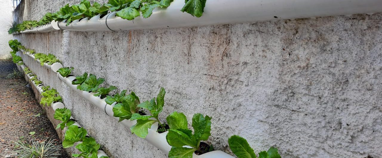 hortas-escolares-foto-jhulian-pereira-3