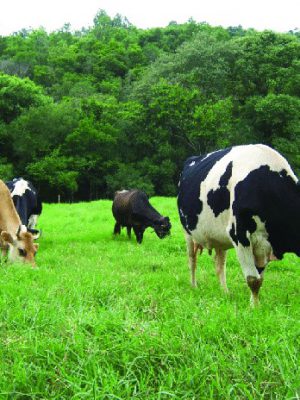 vacas-leiteiras-em-pastejo-2