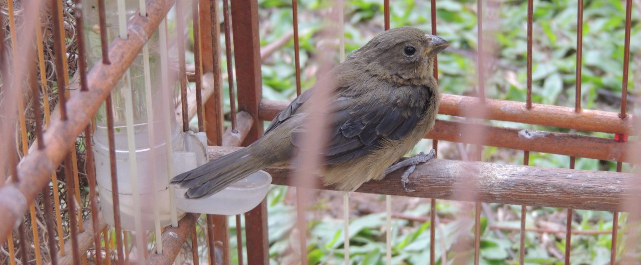 apreensao-de-aves-em-criciuma-16-divulgacao-decom