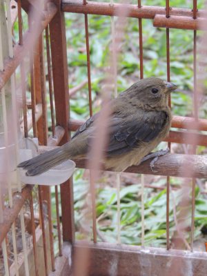 apreensao-de-aves-em-criciuma-16-divulgacao-decom