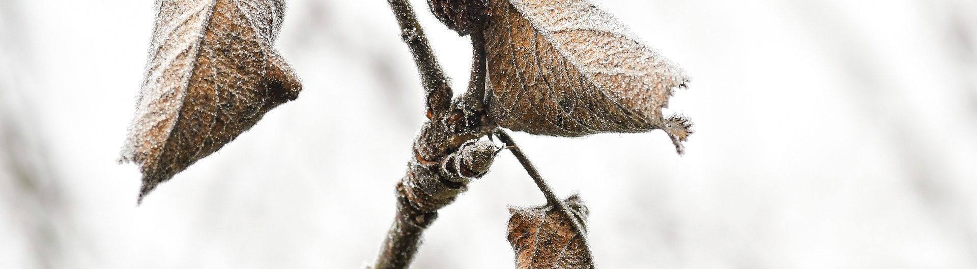 geada-frio-plantacoes-agricultura-3