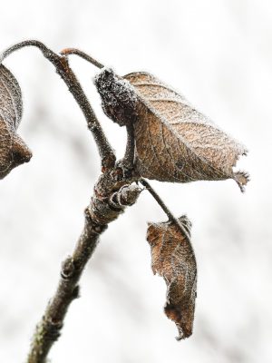 geada-frio-plantacoes-agricultura-3