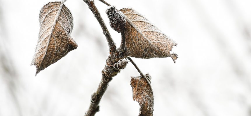 geada-frio-plantacoes-agricultura-3