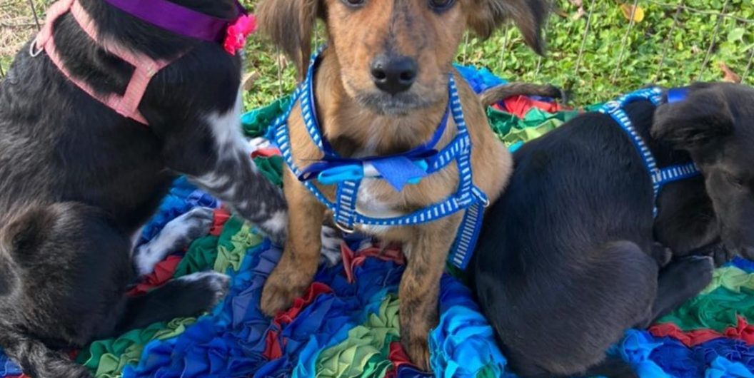 d6470d21-16f6-4644-987f-c8974385bb2a