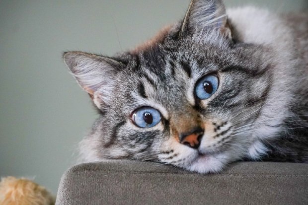 gatos_20210814_1534732633
