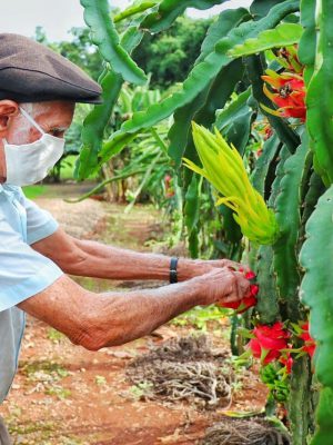 agricultura-familiar-em-nova-veneza_lucas-sabino-2