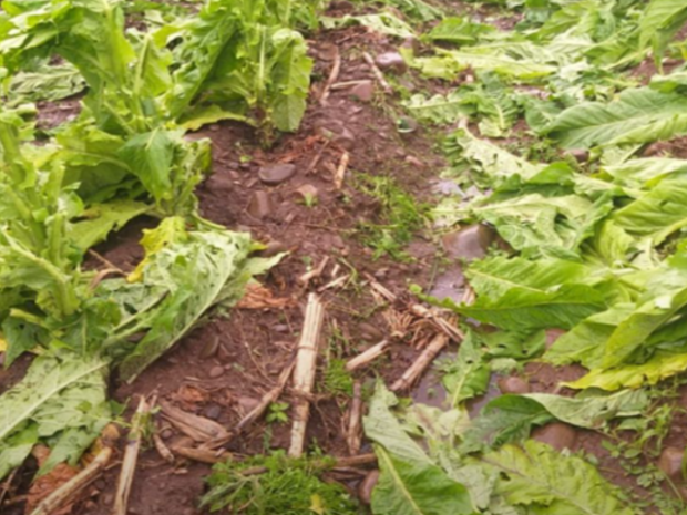 granizo_epagri_20210923_1972708878