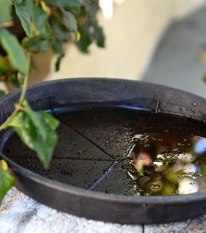 plastic bowl abandoned in a vase with stagnant water inside. close up view. mosquitoes in potential breeding ground."nproliferation of aedes aegypti mosquitoes, dengue, chikungunya, zika virus,.