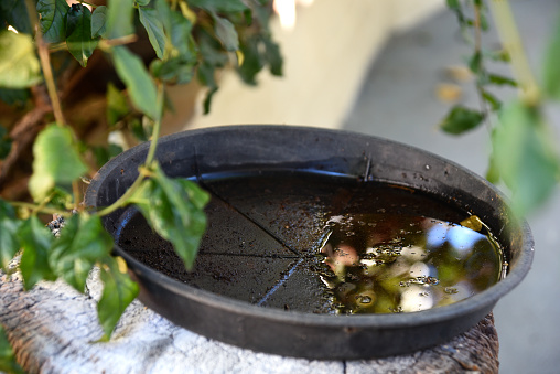 plastic bowl abandoned in a vase with stagnant water inside. close up view. mosquitoes in potential breeding ground."nproliferation of aedes aegypti mosquitoes, dengue, chikungunya, zika virus,.