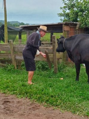 inseminacao-artificial-nova-veneza_divulgacao-secretaria-de-agricultura-nv-2