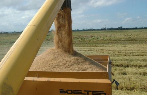 epagri_abre_colheita_de_arroz_em_itajai_20220209_1178283702