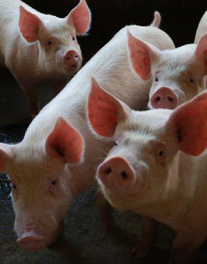 porco_carne_suina_20211126_1779457932-1