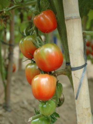 sistema_da_epagri_para_producao_de_tomates_organicos_ganha_premio_expressao_de_ecologia_20220311_1878491689