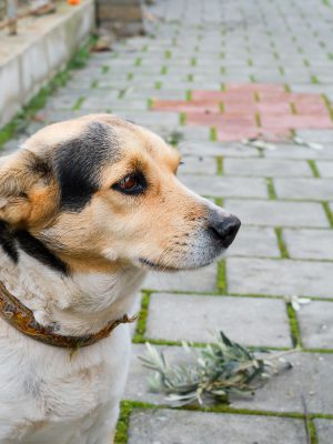 Local cute street dog sits on the sidewalk, look is directed to the side, space for text, street and pet care