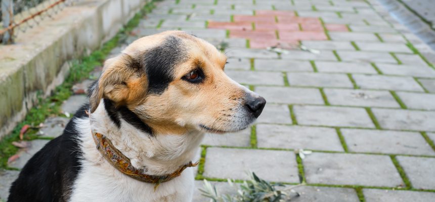 Local cute street dog sits on the sidewalk, look is directed to the side, space for text, street and pet care